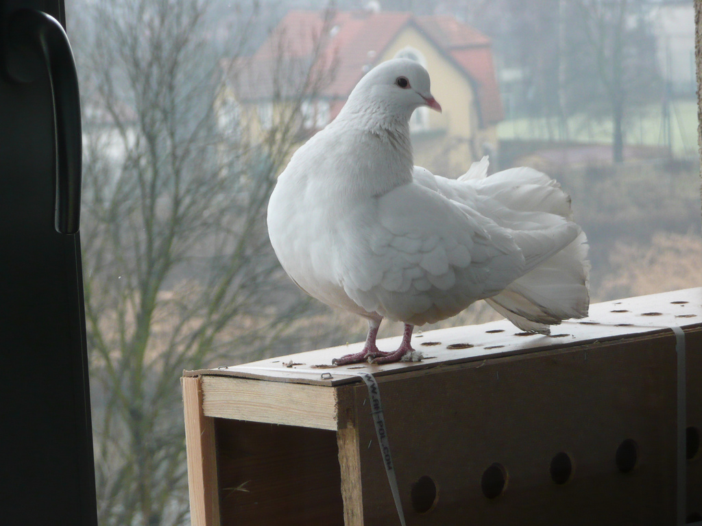 sposoby na gołębie