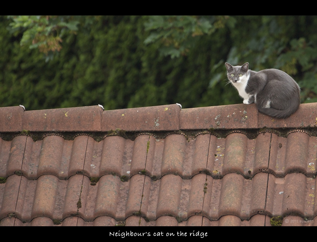 docieplenia poddaszy