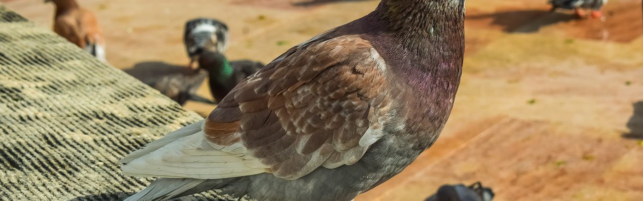 zabezpieczenia przed ptakami