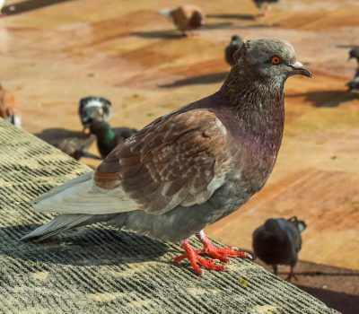 zabezpieczenia przed ptakami